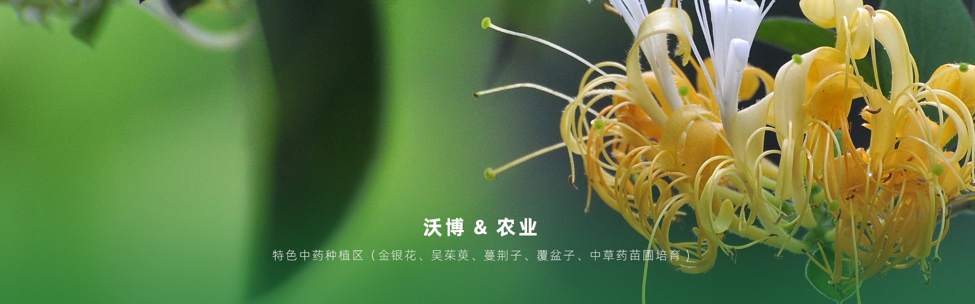 主要提供農(nóng)業(yè)親子樂(lè)園旅游、江西中藥種植、江西樂(lè)平鮮果采摘體驗(yàn)、江西夏令營(yíng)研學(xué)、江西戶(hù)外拓展、江西旅游打卡、江西水上樂(lè)園游艇、江西沃博VR科技科普等服務(wù)項(xiàng)目。